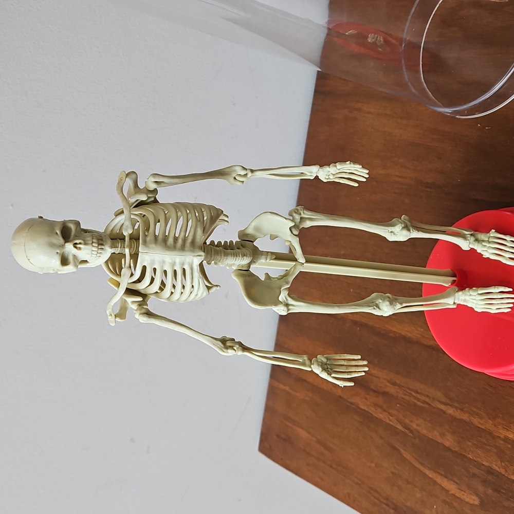 Vintage 1991 Workman Publishing Human Skeleton - Picture 6 of 8